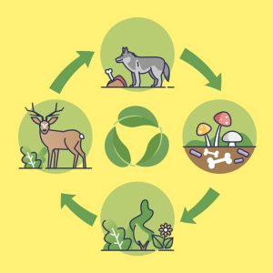 ساختار فضایی شبکه های اکولوژیکی