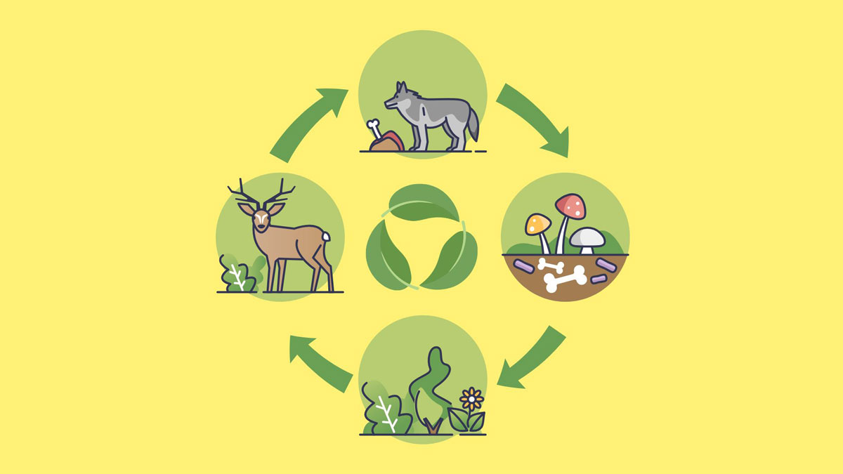ساختار فضایی شبکه های اکولوژیکی