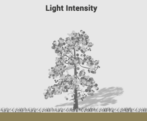 Light-Intensity