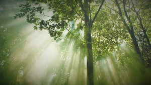 forest-sunbeam